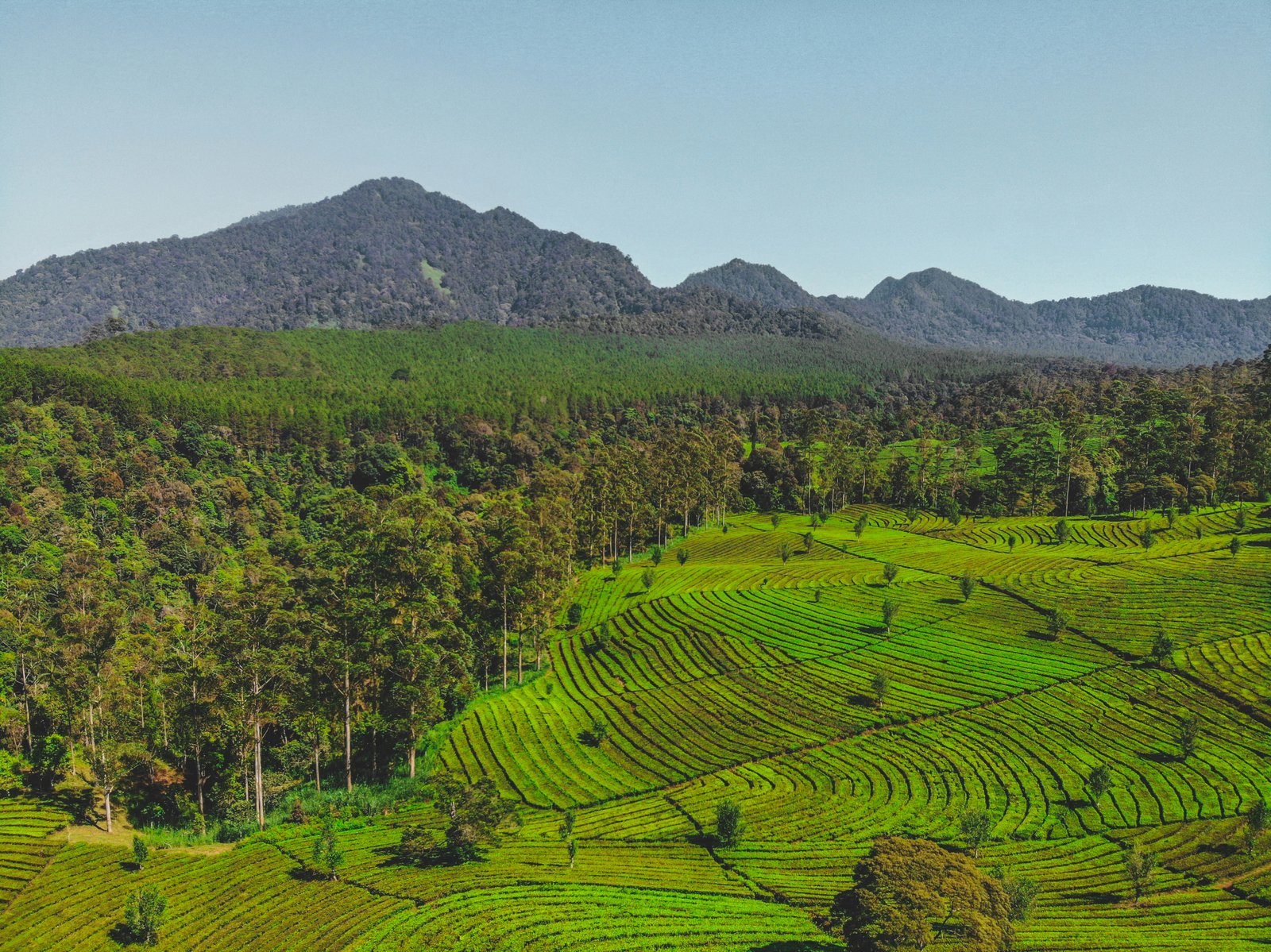 Merasakan Kedamaian Alam di Lembang: Tempat Ideal untuk Melepas Penat